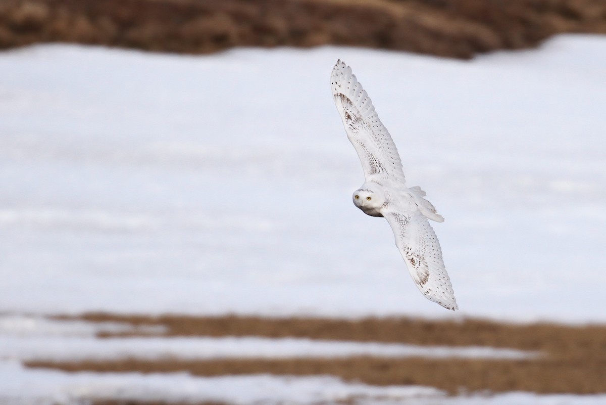 Snowy Owl - ML65566691