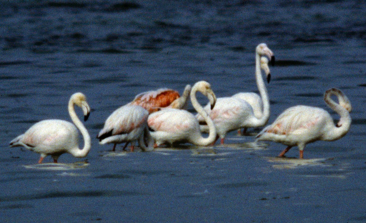 Greater Flamingo - ML65568111