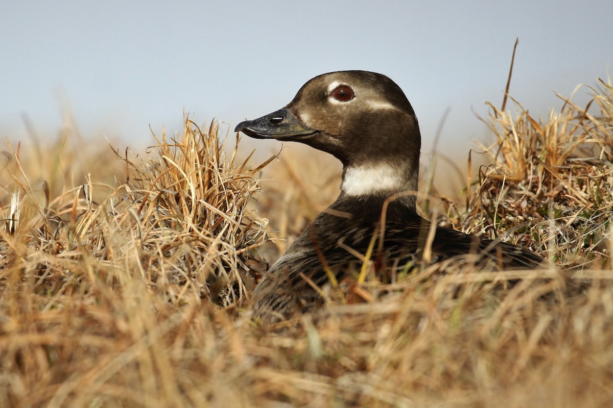 Long-tailed Duck - ML65569301