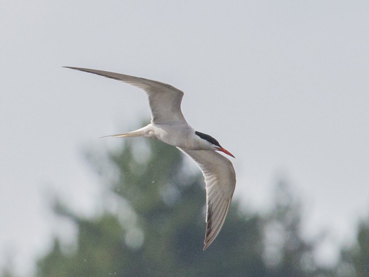 Common Tern - Geoff Hill