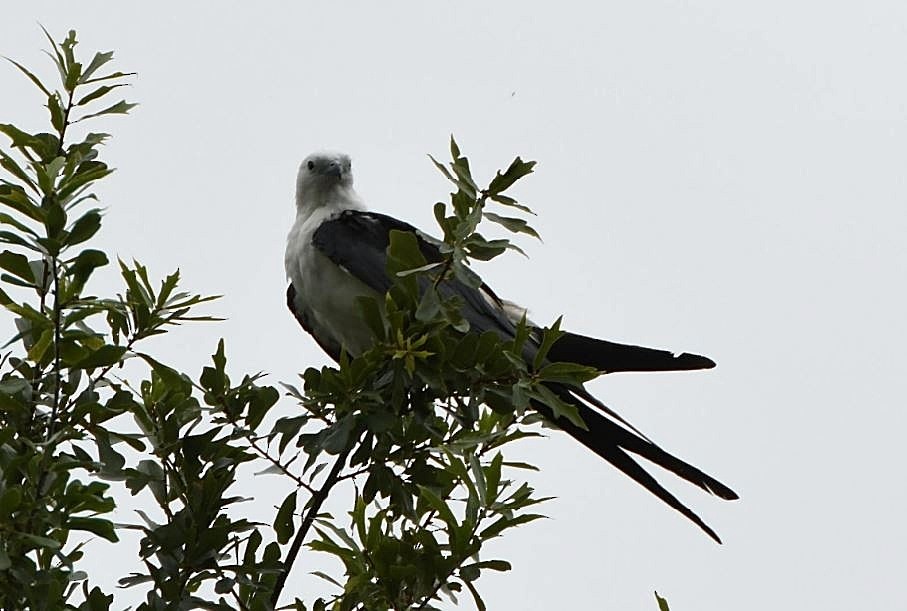 Swallow-tailed Kite - ML65570001