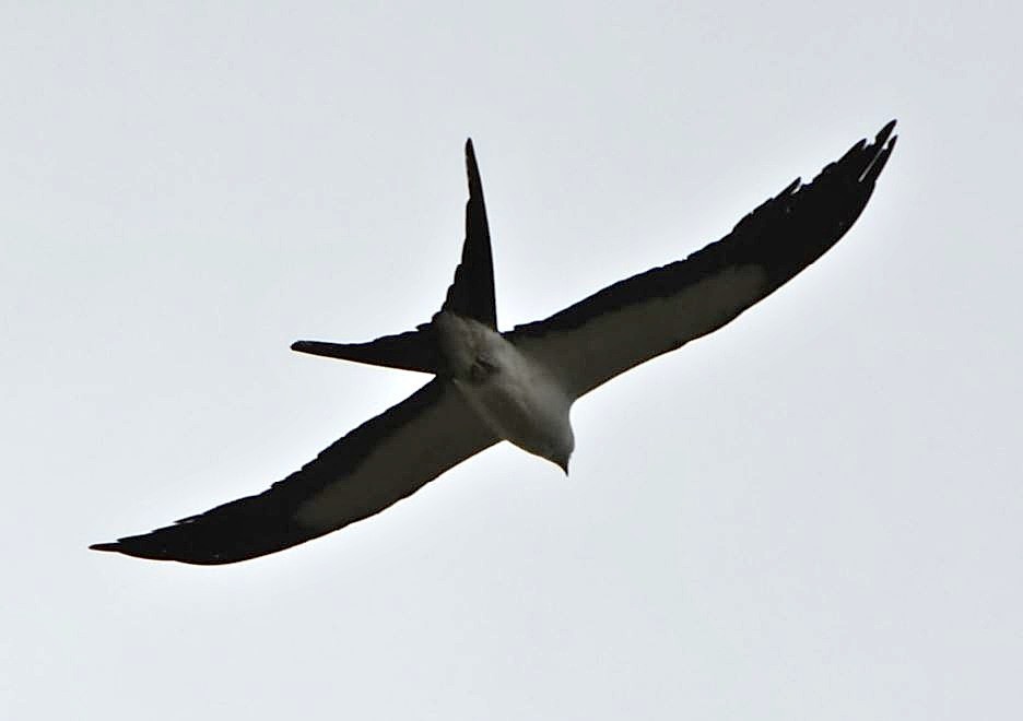 Swallow-tailed Kite - ML65570071