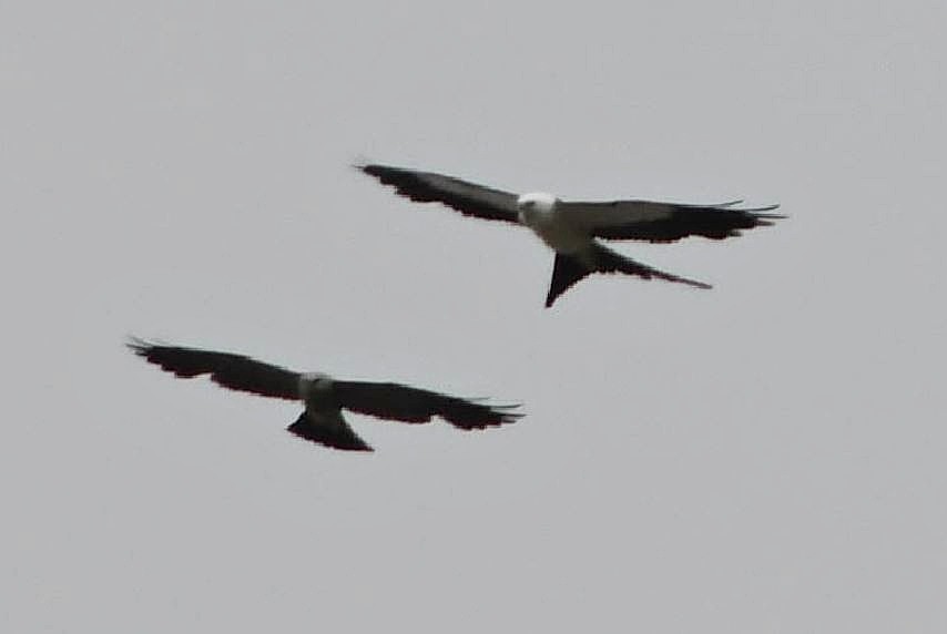 Swallow-tailed Kite - ML65570081