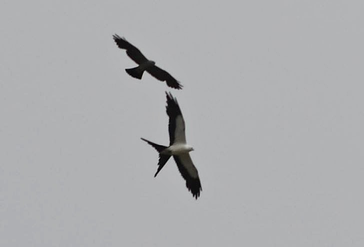 Swallow-tailed Kite - ML65570121