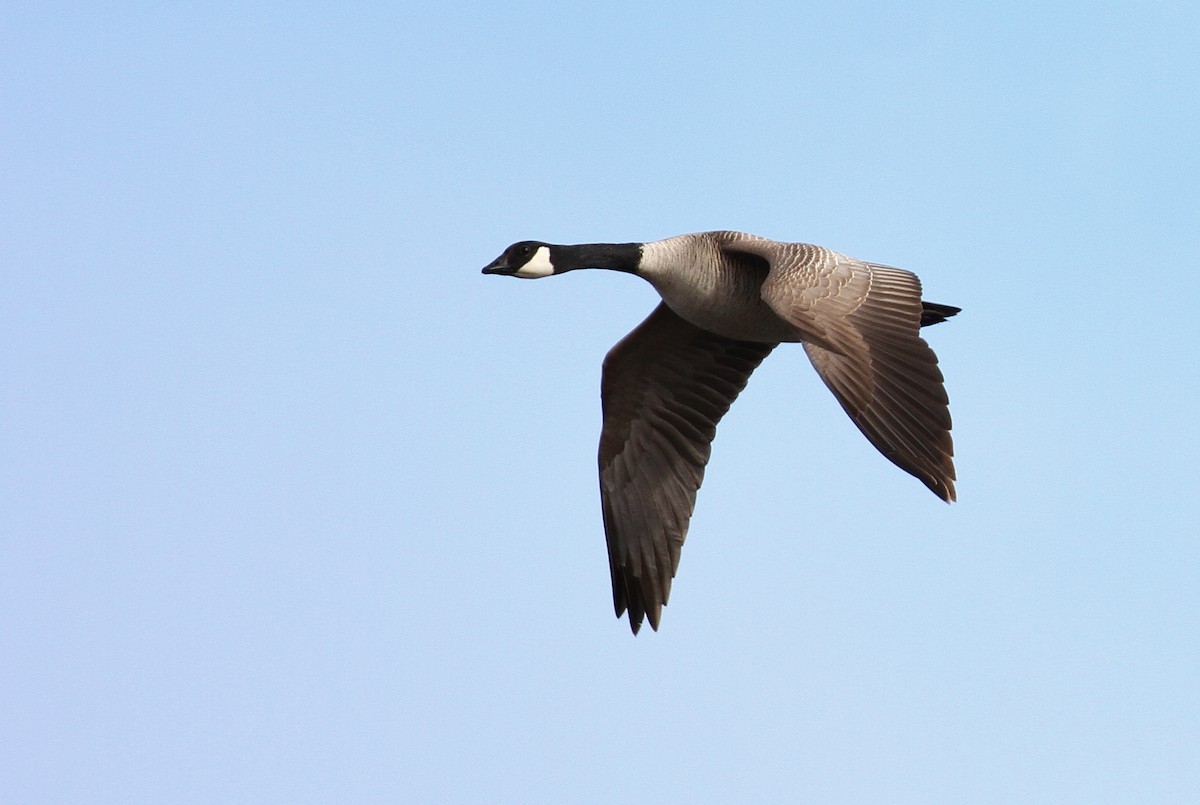 Cackling Goose (Taverner's) - ML65571341
