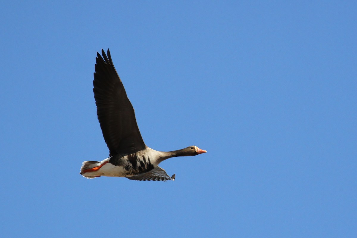 Greater White-fronted Goose (Western) - ML65572121