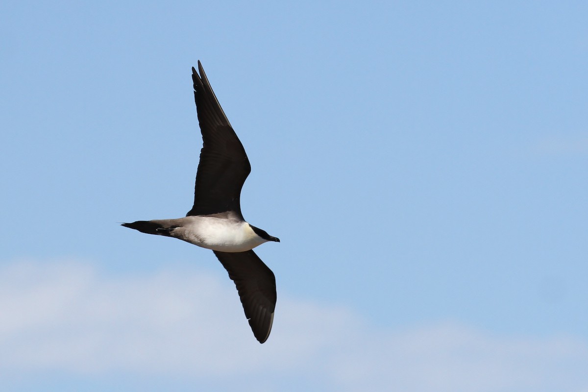 Long-tailed Jaeger - ML65572931