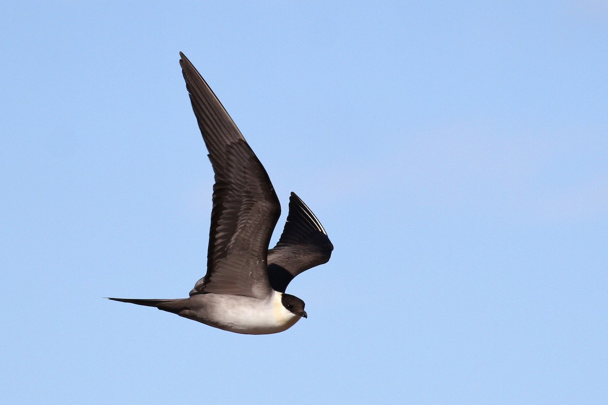 Long-tailed Jaeger - ML65573001