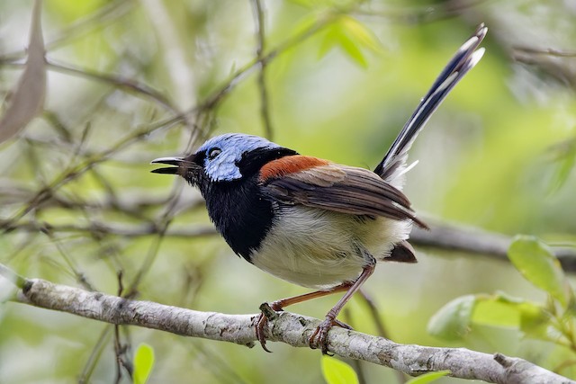 Lovely Fairywren (Malurus amabilis) - Wet Tropics endemic bird, Queensland Australia