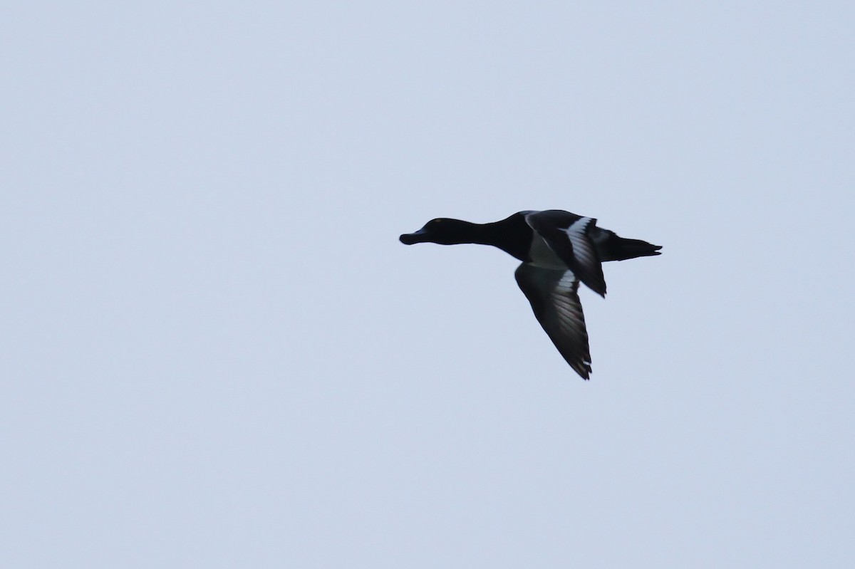 Greater Scaup - ML65575741