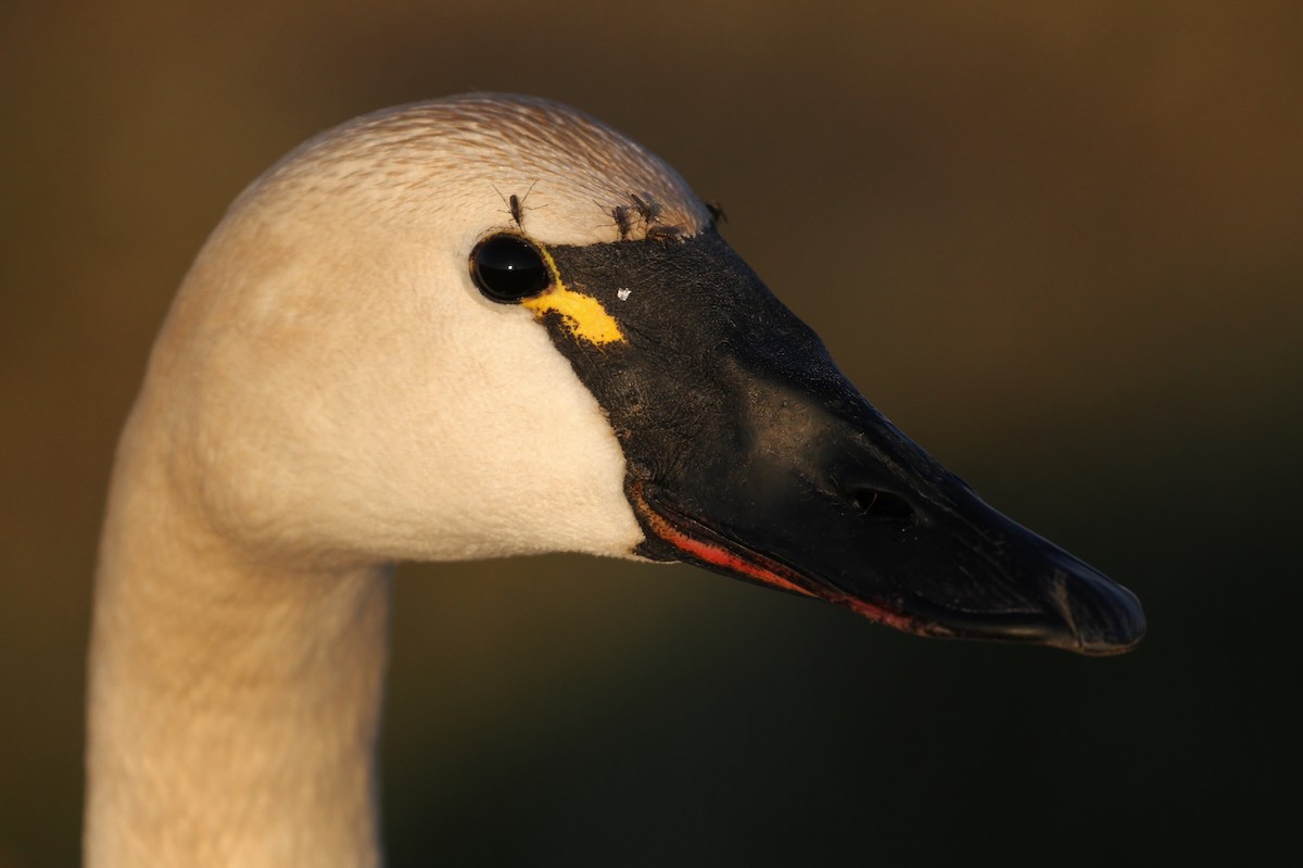 Tundra Swan (Whistling) - ML65577071