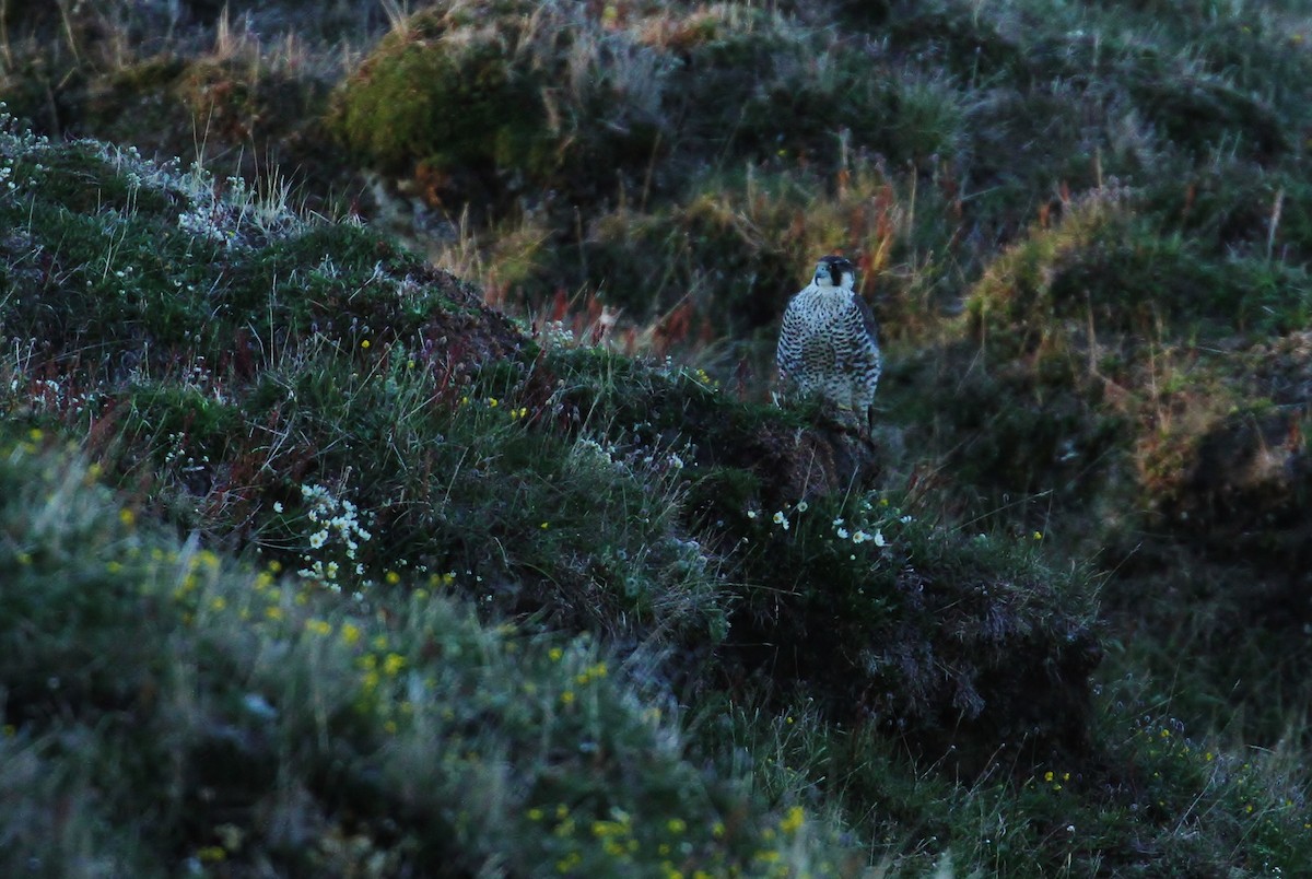 Peregrine Falcon (Tundra) - Alex Lamoreaux