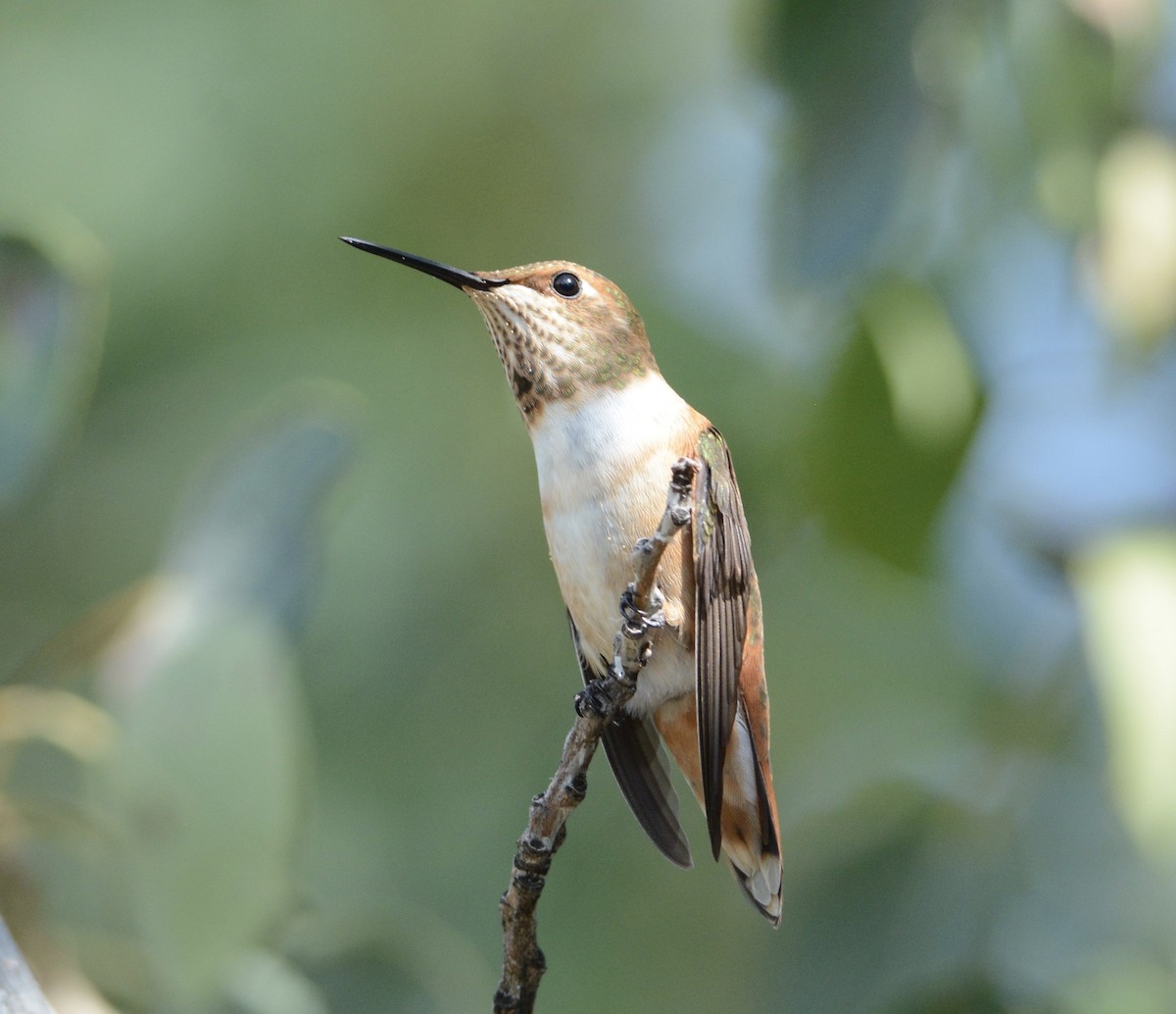 Rufous Hummingbird - Taylor Abbott