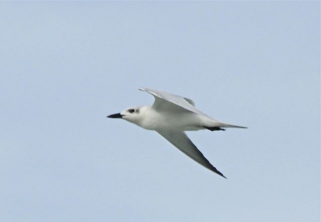 Gull-billed Tern - Daphne Gemmill