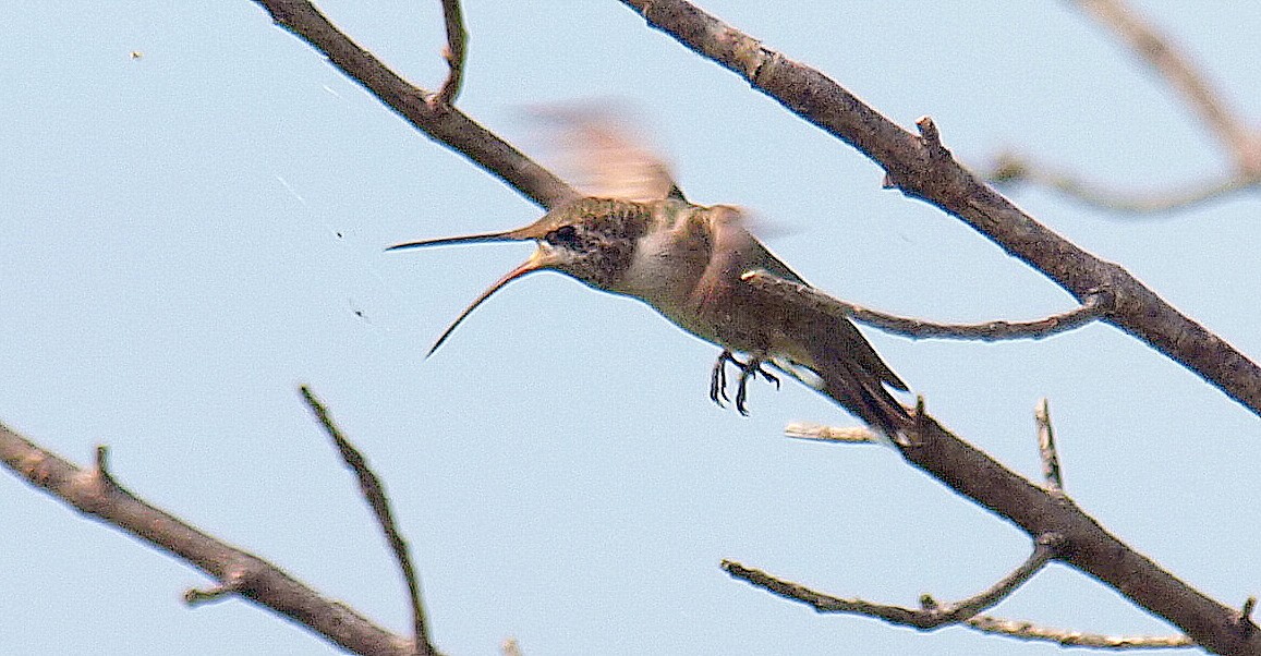 Black-chinned Hummingbird - Kala King