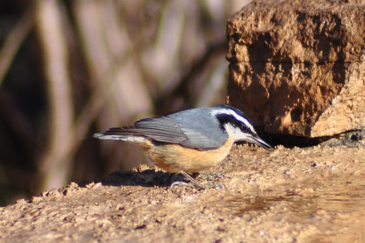 Red-breasted Nuthatch - Janet Rathjen