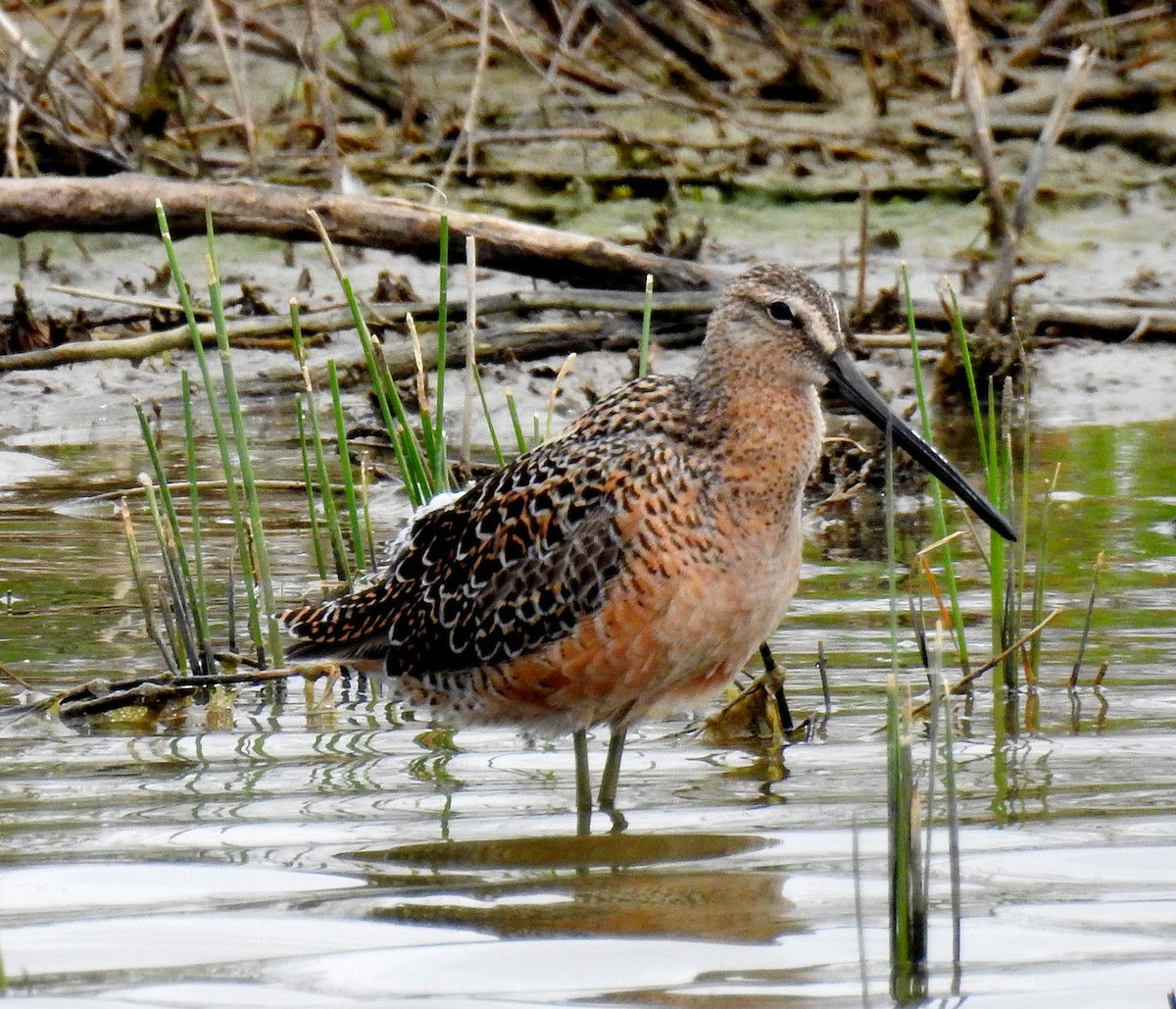 Long-billed Dowitcher - ML65581081