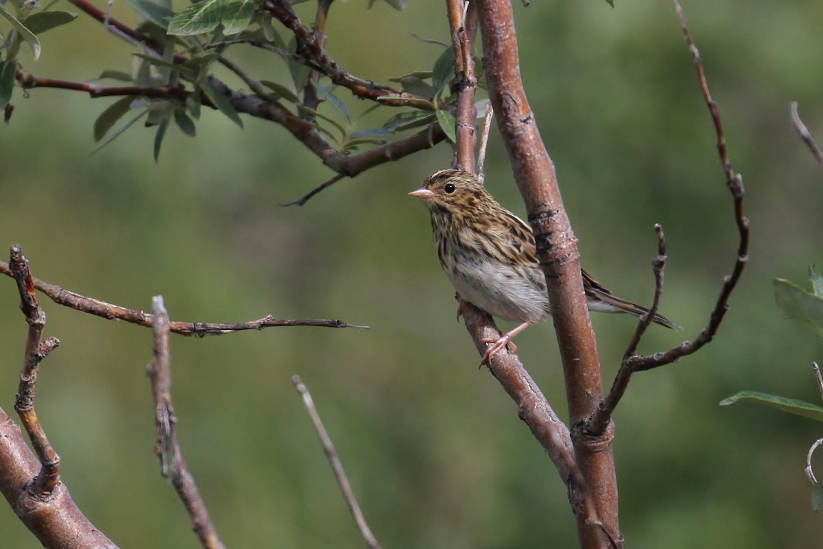 Savannah Sparrow (Savannah) - ML65581521