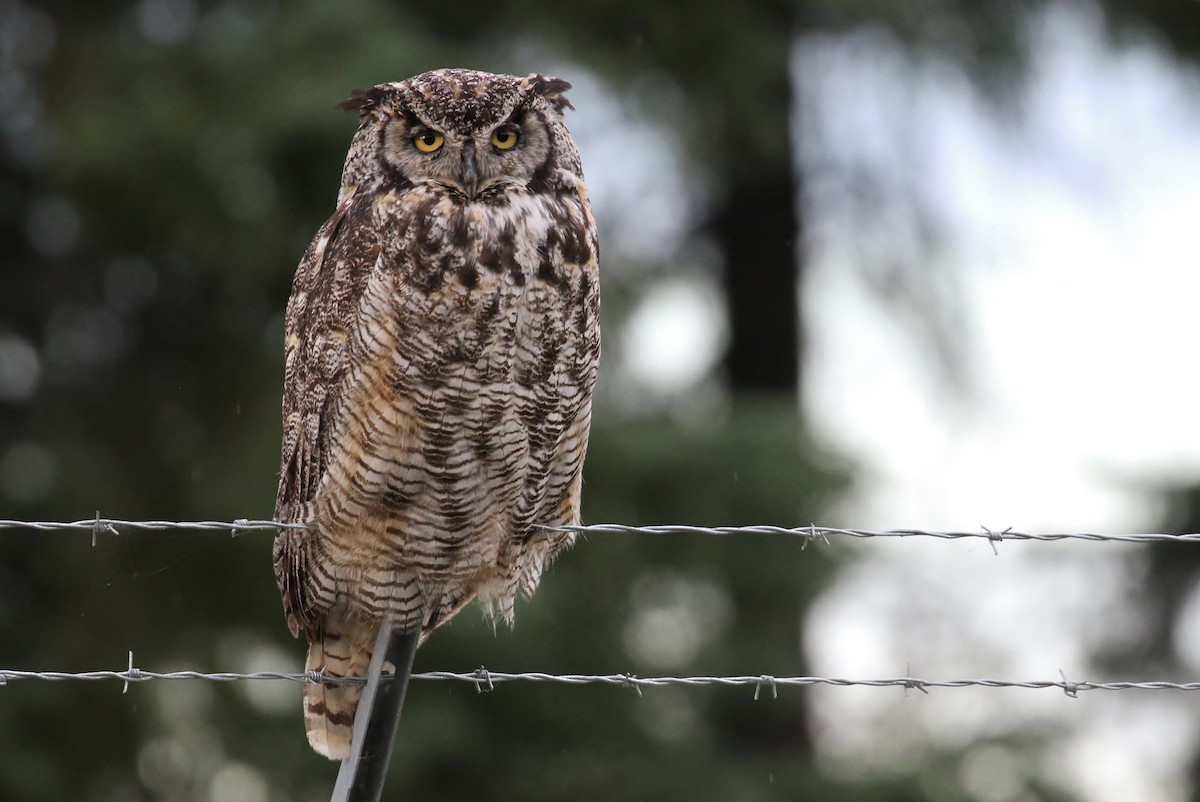 Great Horned Owl - ML65583271