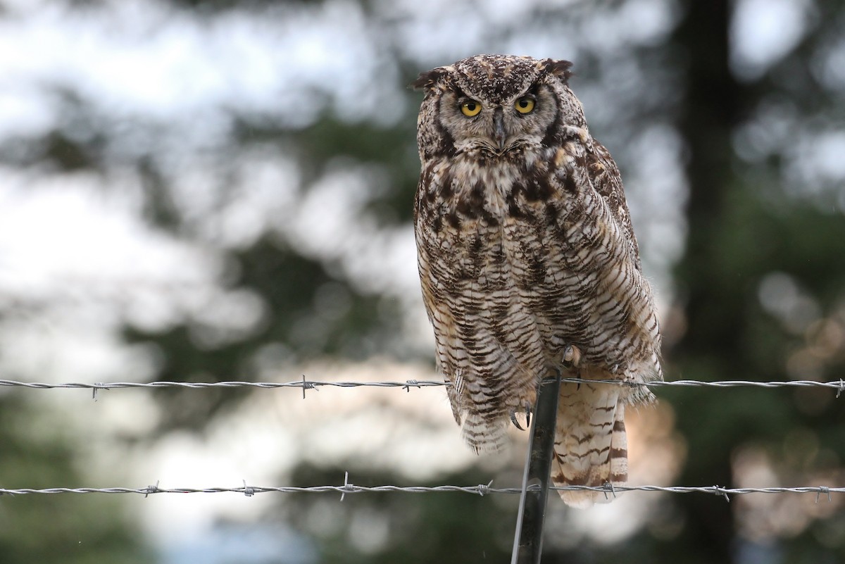 Great Horned Owl - ML65583281