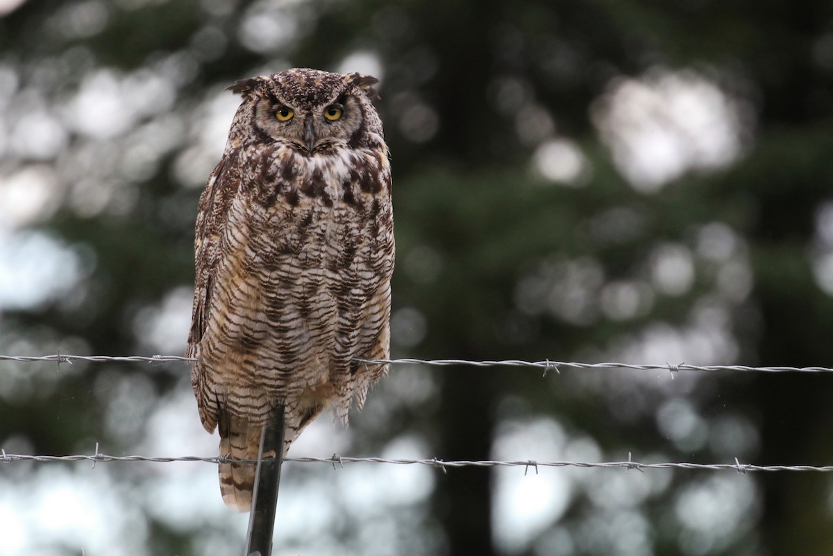 Great Horned Owl - ML65583291