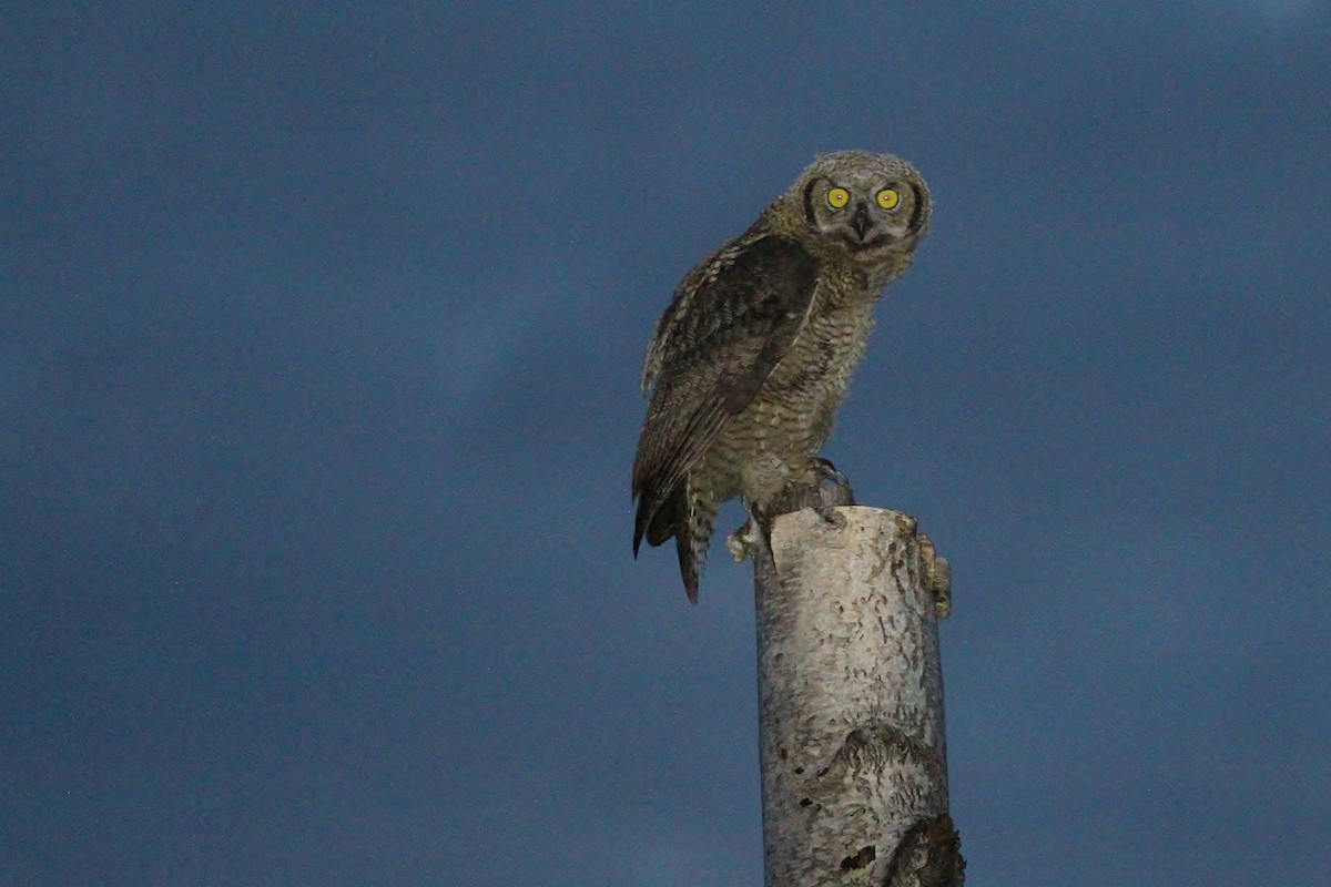 Great Horned Owl - ML65583431
