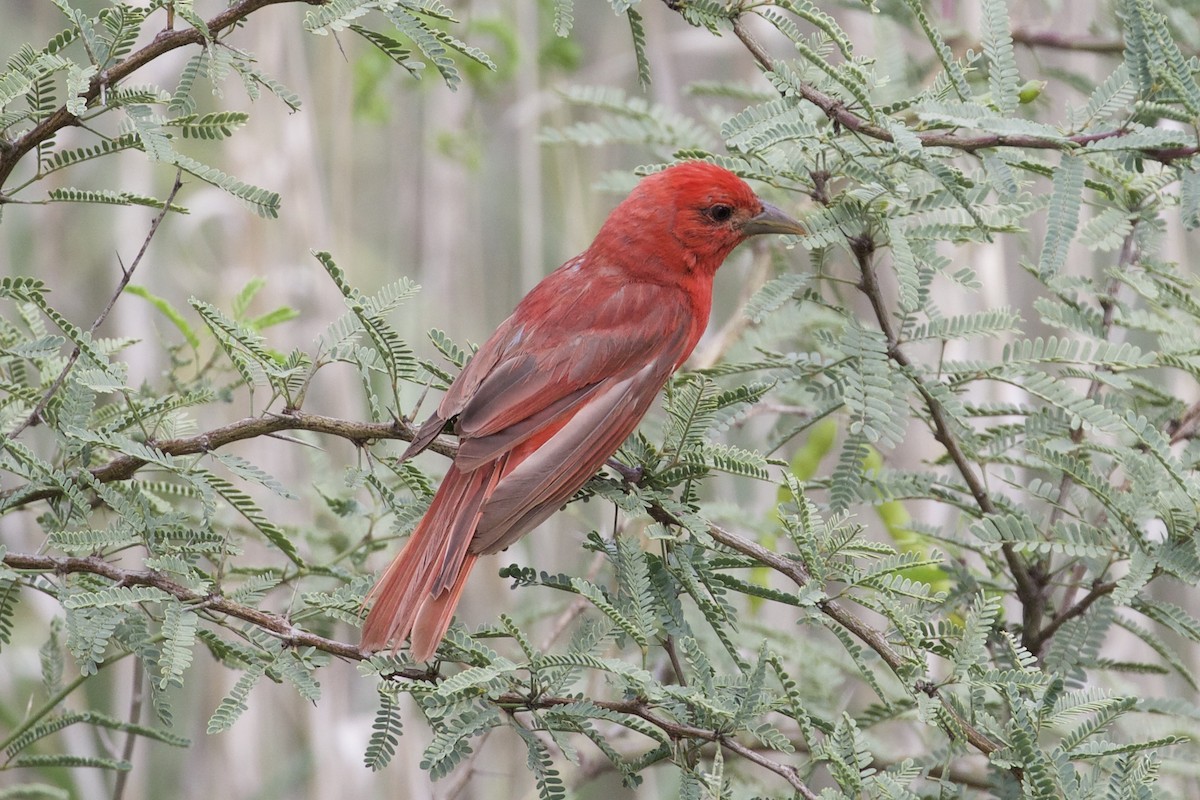 Summer Tanager - Mike Sanders