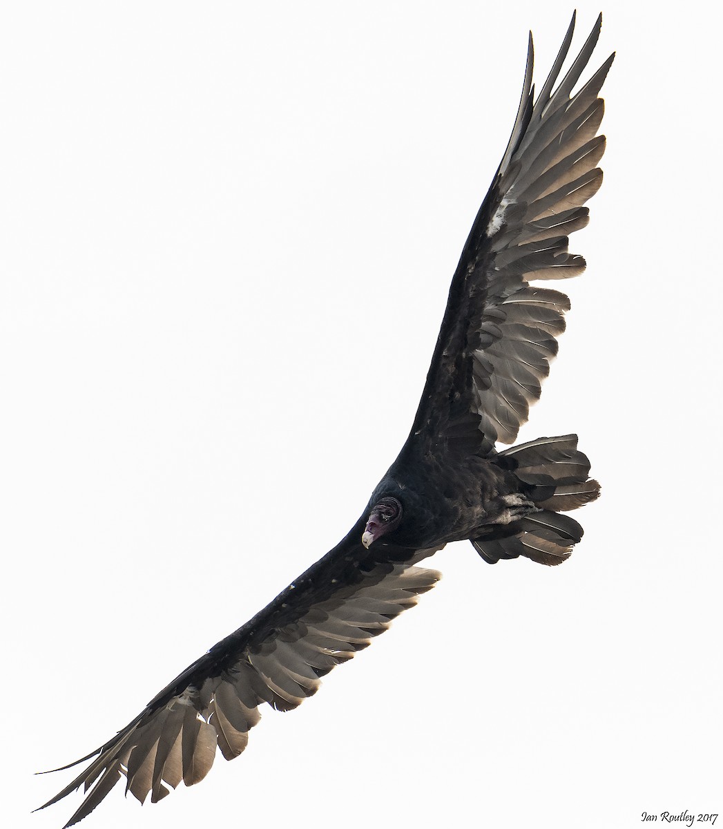 Turkey Vulture - ML65583761