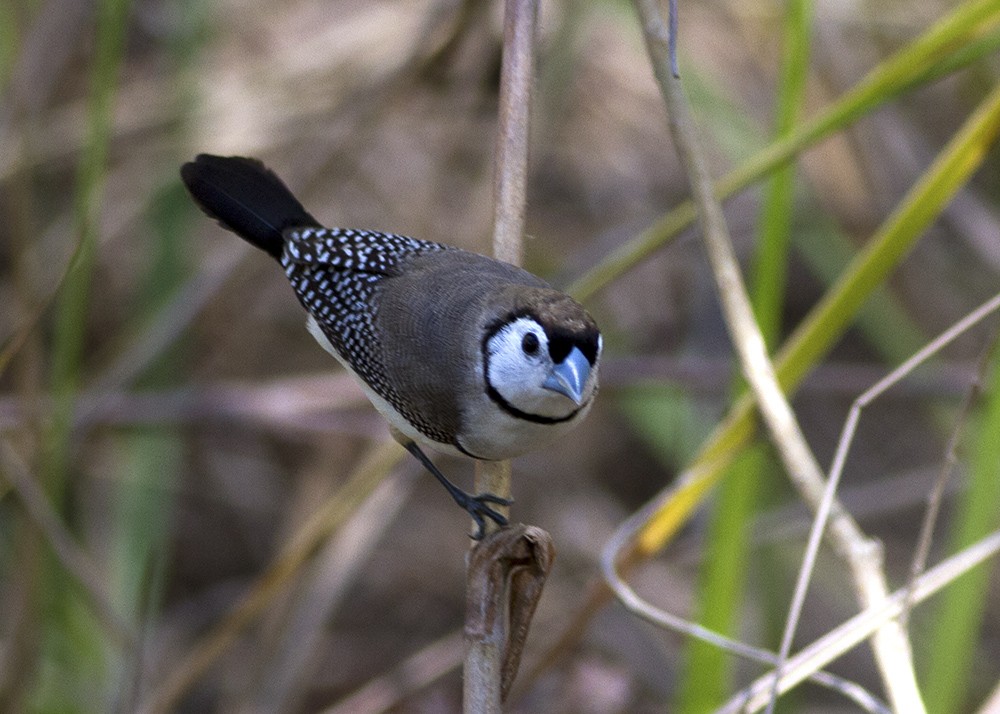 Double-barred Finch - Stephen Murray