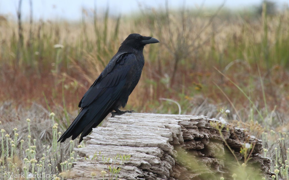 Common Raven - Mark Dettling