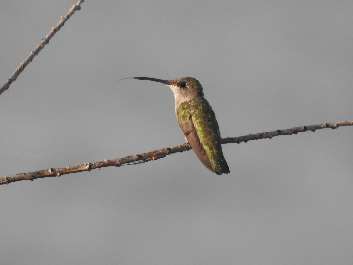 Black-chinned Hummingbird - ML65584951