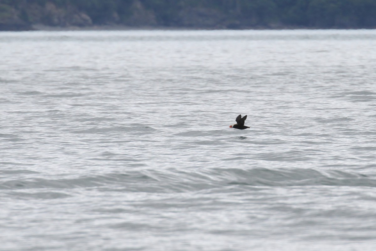 Tufted Puffin - ML65585301