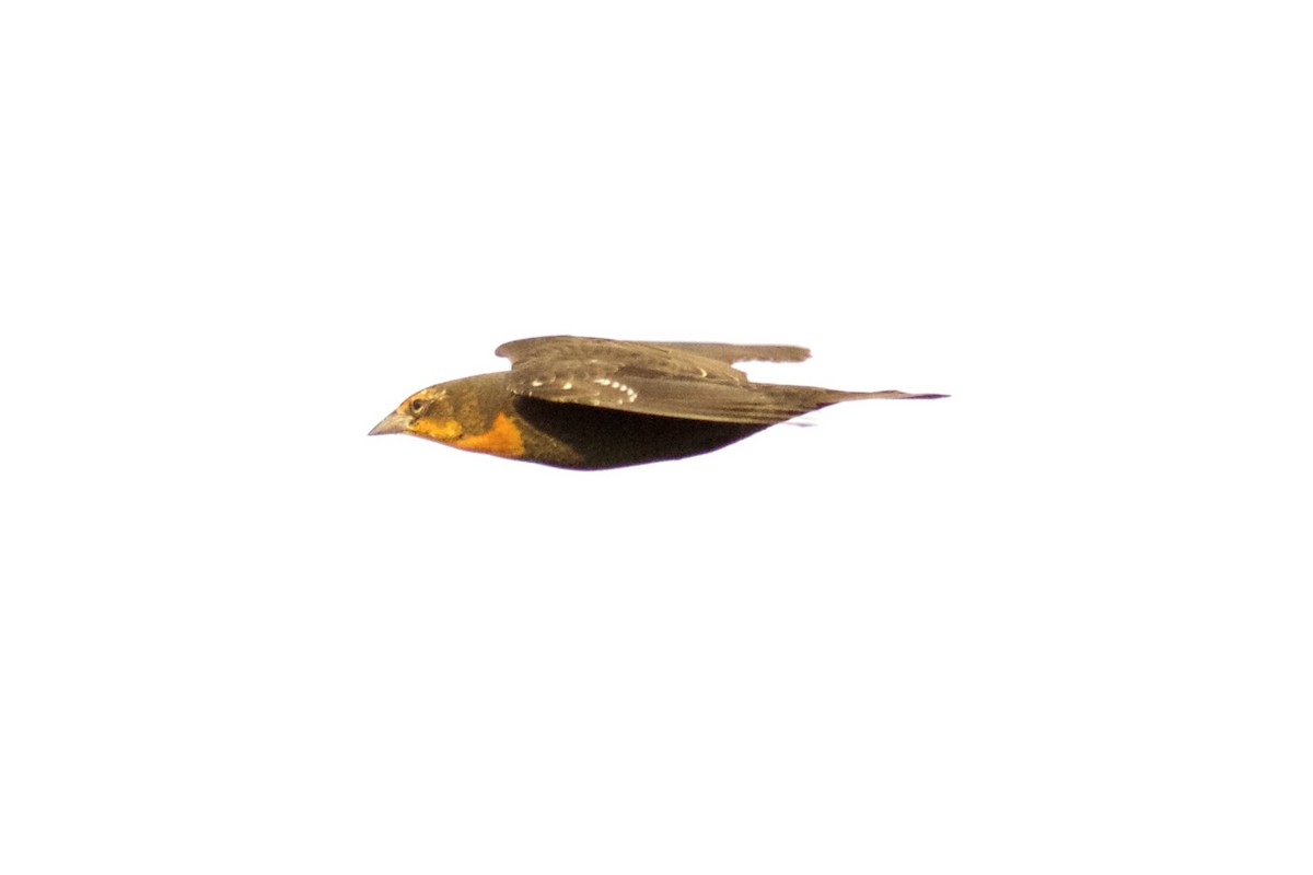 Yellow-headed Blackbird - ML65586421