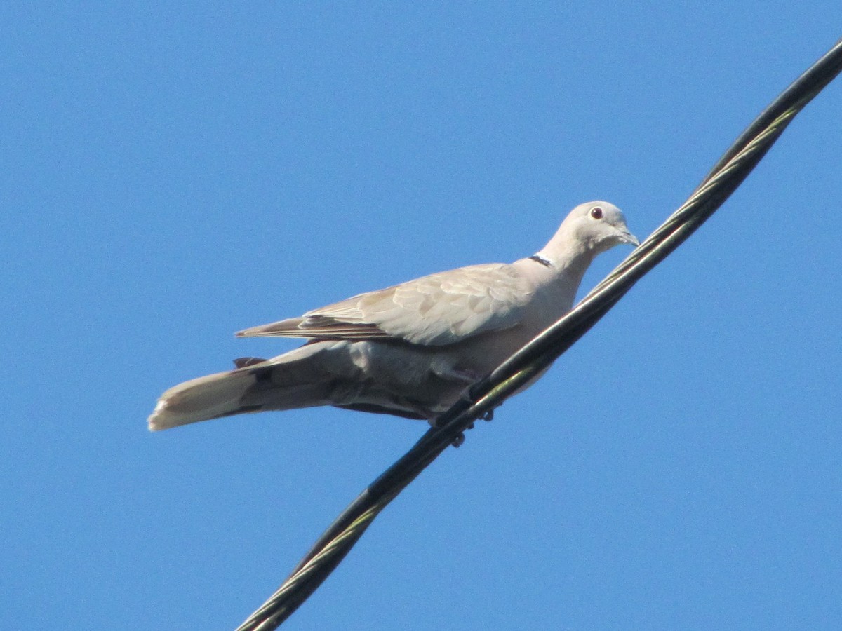 Eurasian Collared-Dove - ML65587201