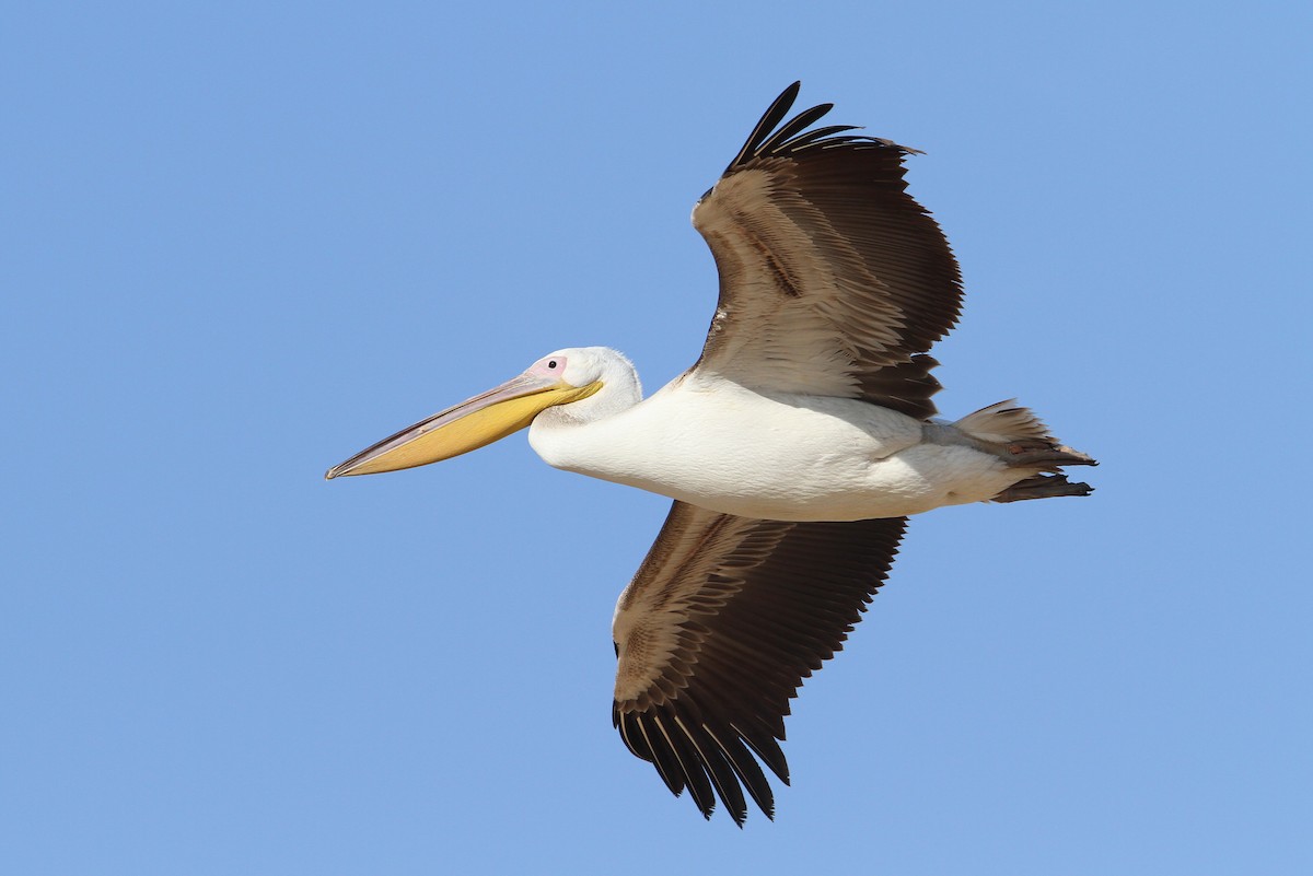 Great White Pelican - Christoph Moning