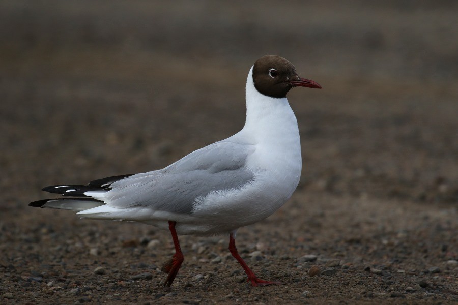 Black-headed Gull - Kari Varpenius