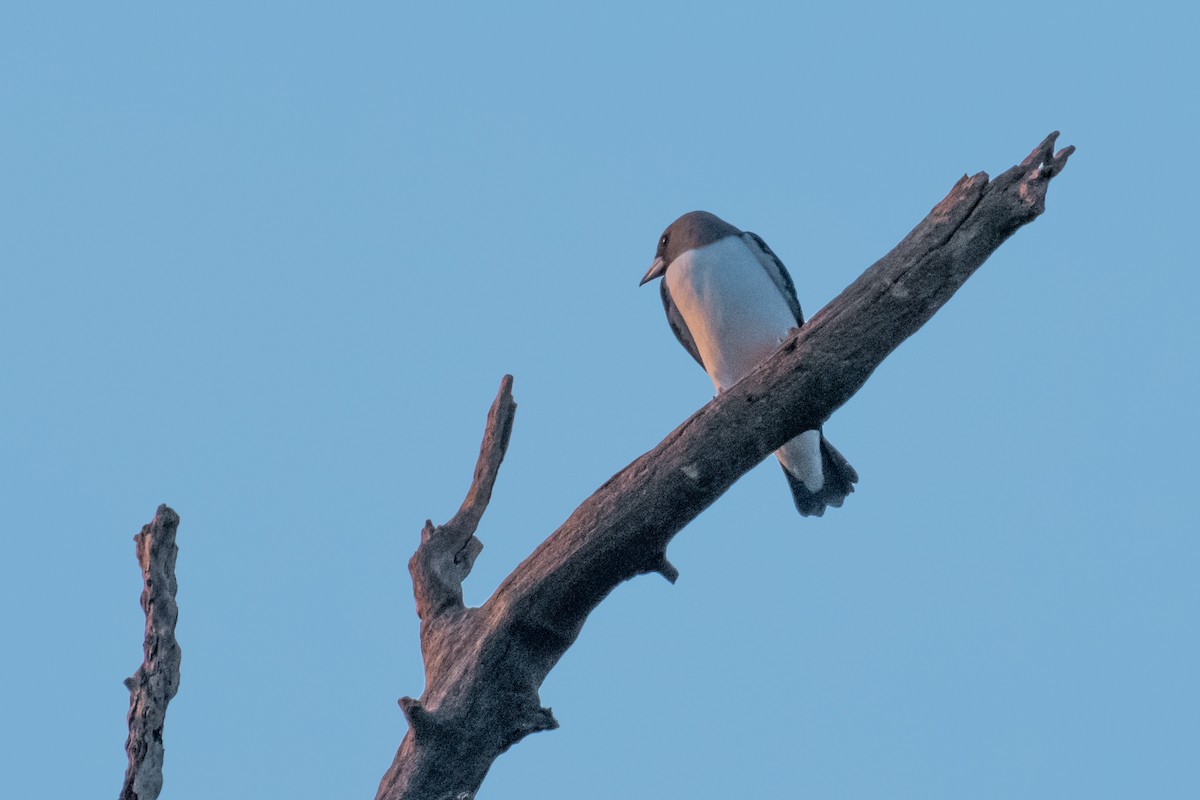 White-breasted Woodswallow - Raphaël Nussbaumer