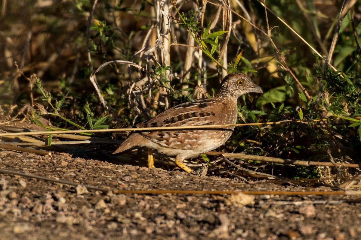 Chestnut-backed Buttonquail - ML65597351