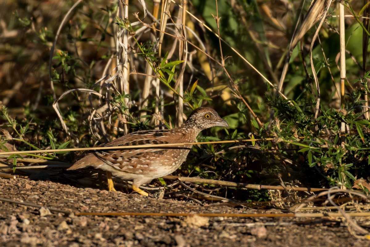 Chestnut-backed Buttonquail - ML65597361