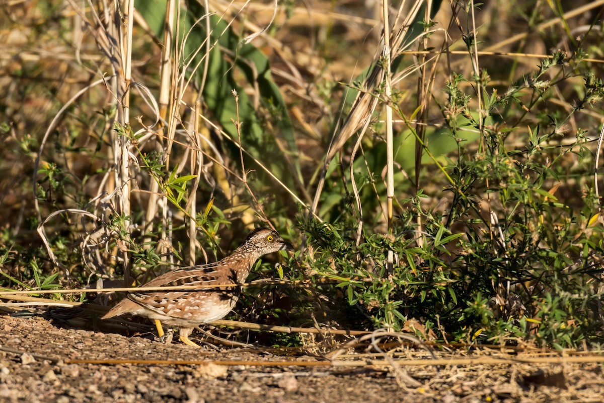 Chestnut-backed Buttonquail - ML65597371