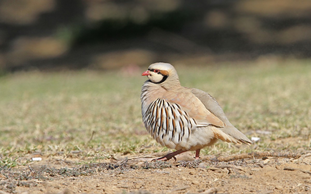 Chukar - Christoph Moning