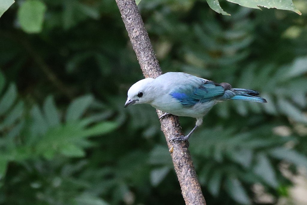Blue-gray Tanager - ML65598751