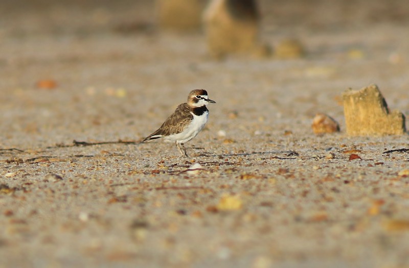 Collared Plover - ML65599611