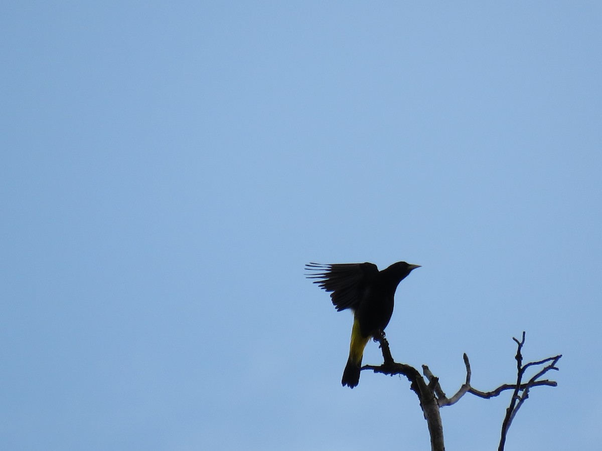 Yellow-rumped Cacique - ML65603271
