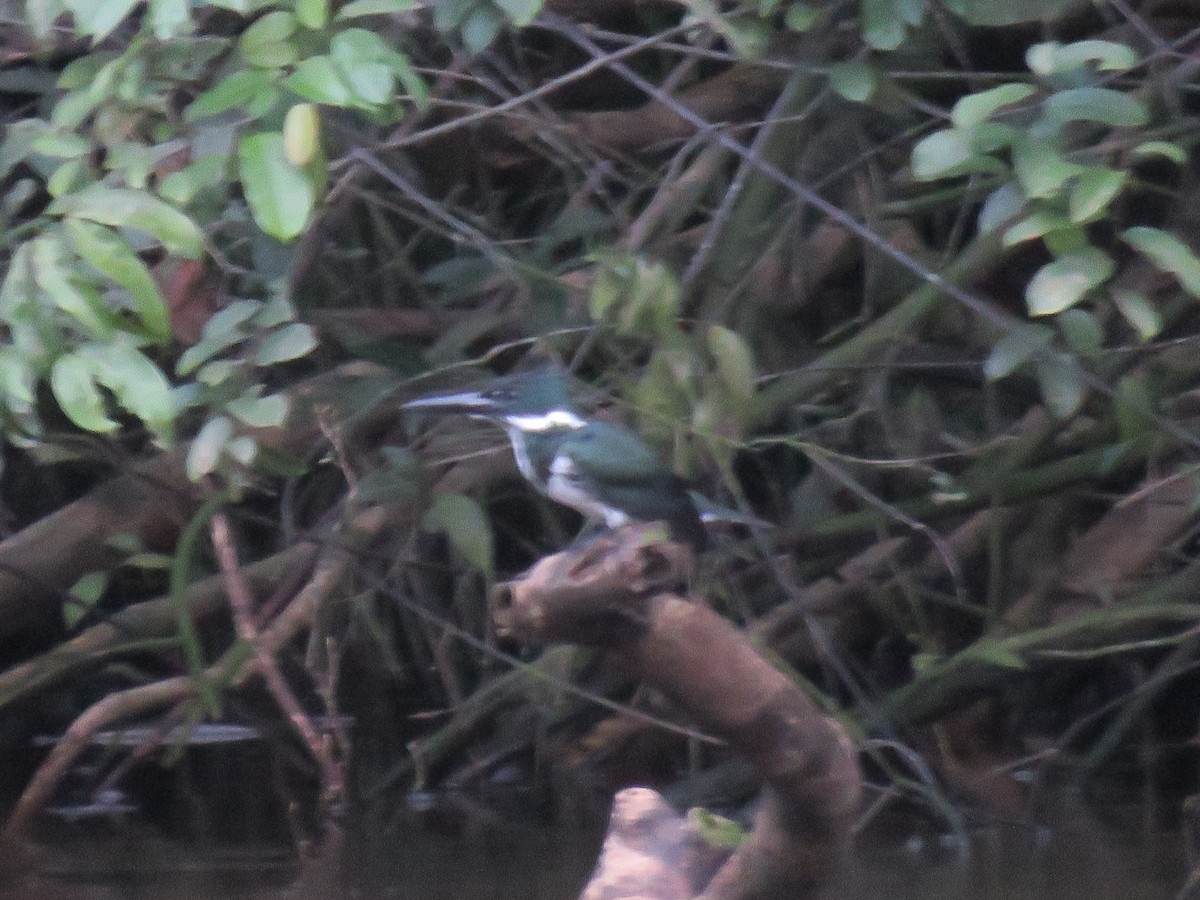Amazon Kingfisher - Jack Noordhuizen
