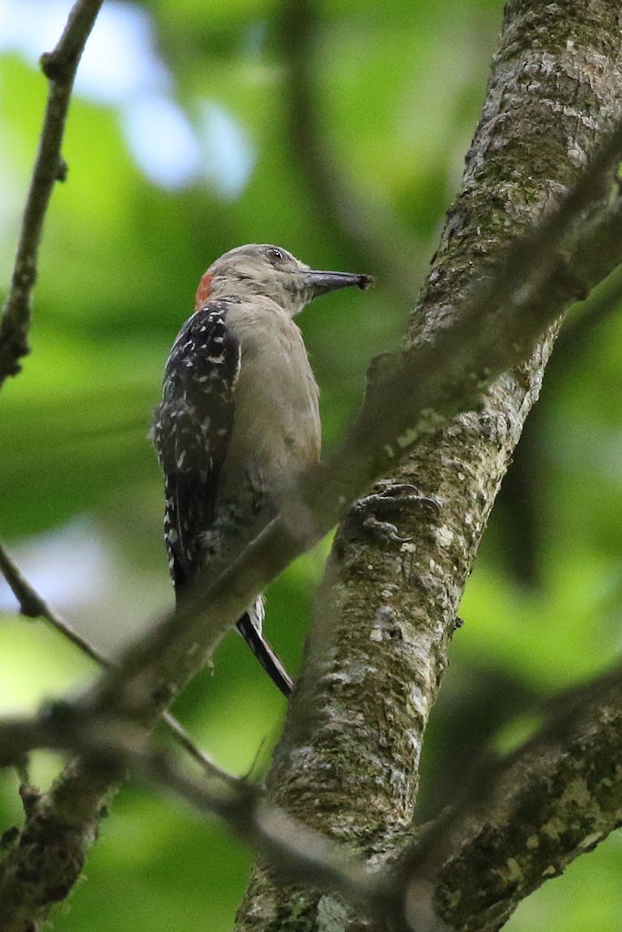 Red-crowned Woodpecker - William Hull
