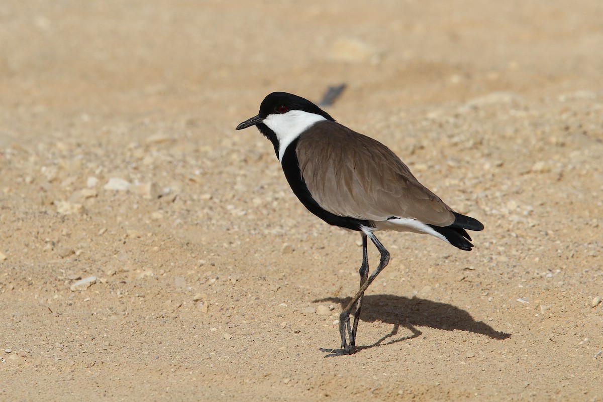 Spur-winged Lapwing - ML65604371