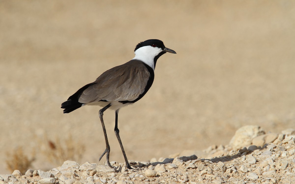 Spur-winged Lapwing - ML65604411