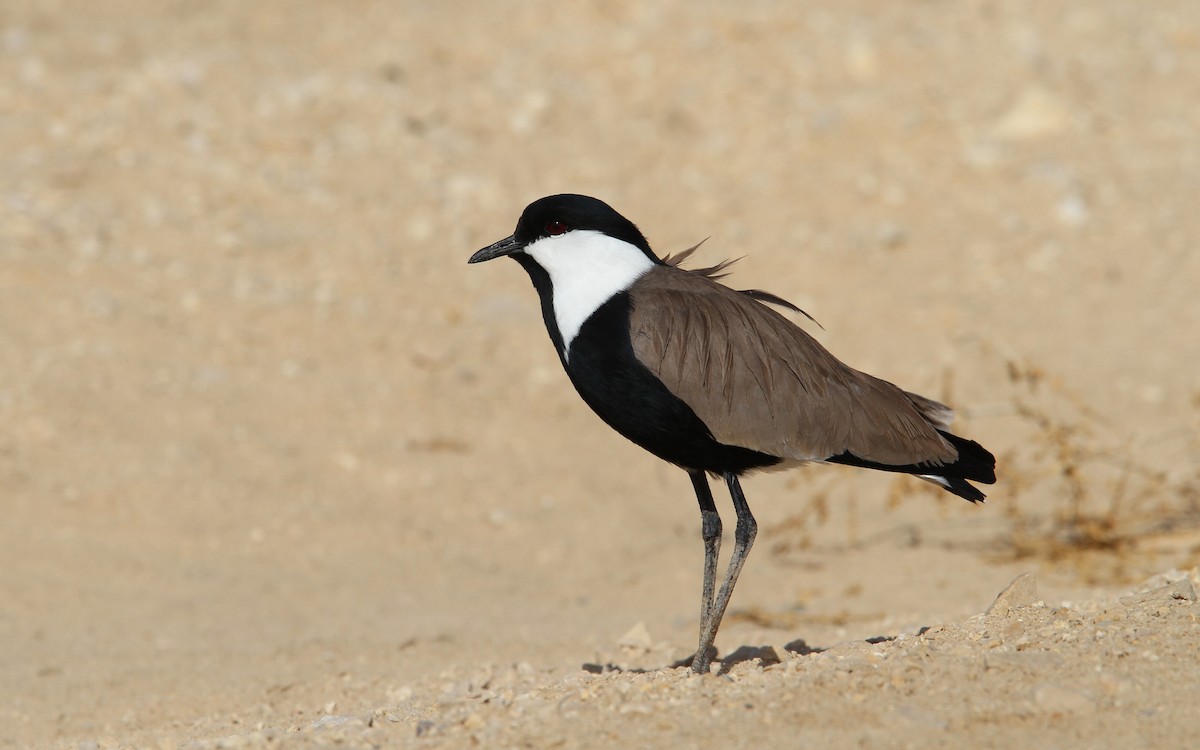 Spur-winged Lapwing - ML65604421