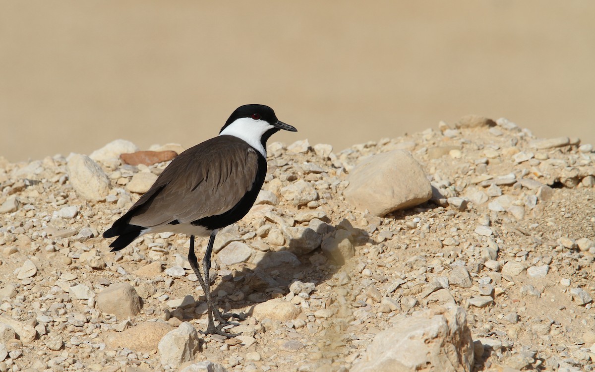 Spur-winged Lapwing - ML65604431
